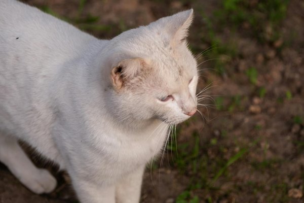 Elevate your baking skills: a comprehensive guide to crafting gourmet cranberry walnut bread with zesty orange flavor